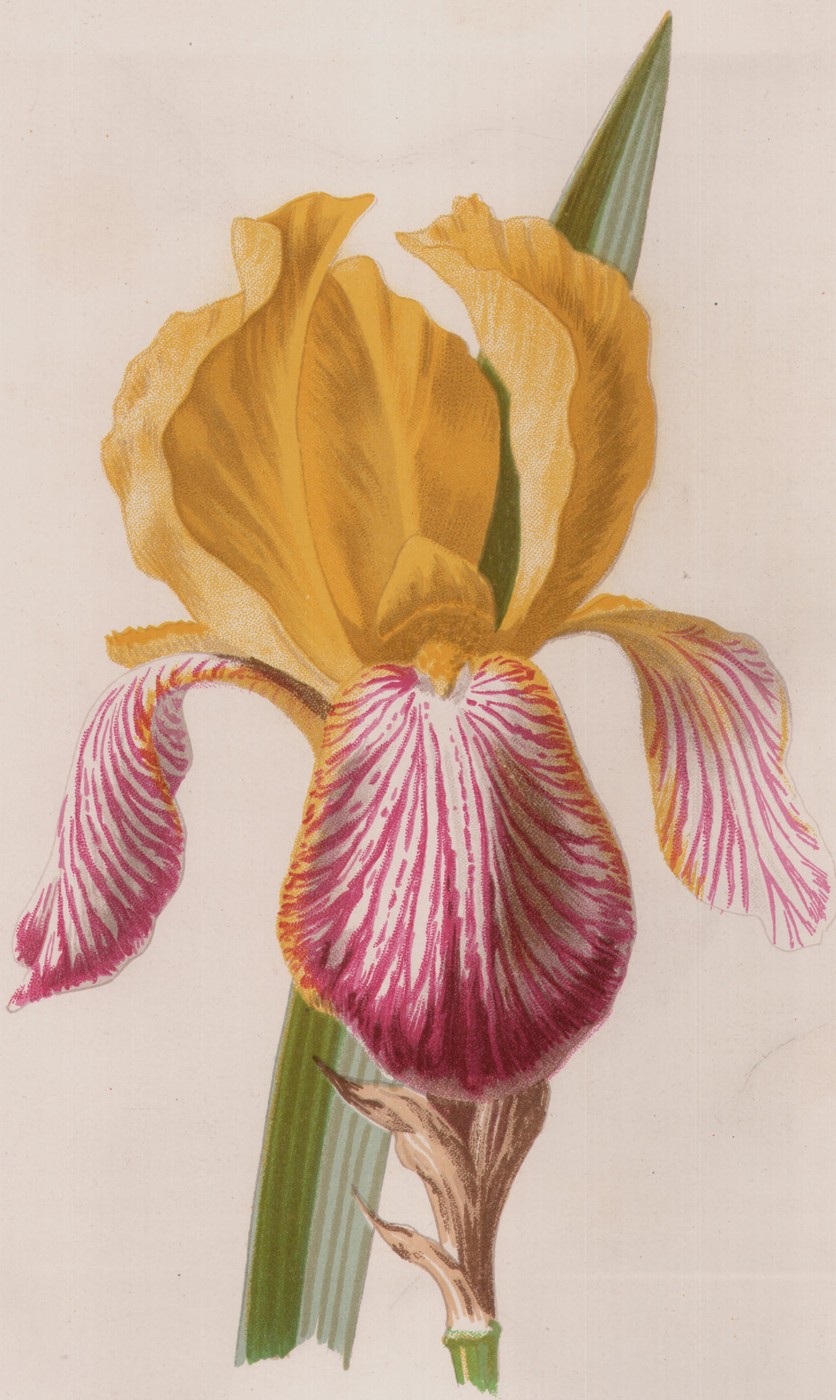 The Iris