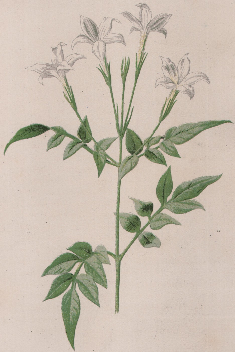 The Balsam — the plate from the book