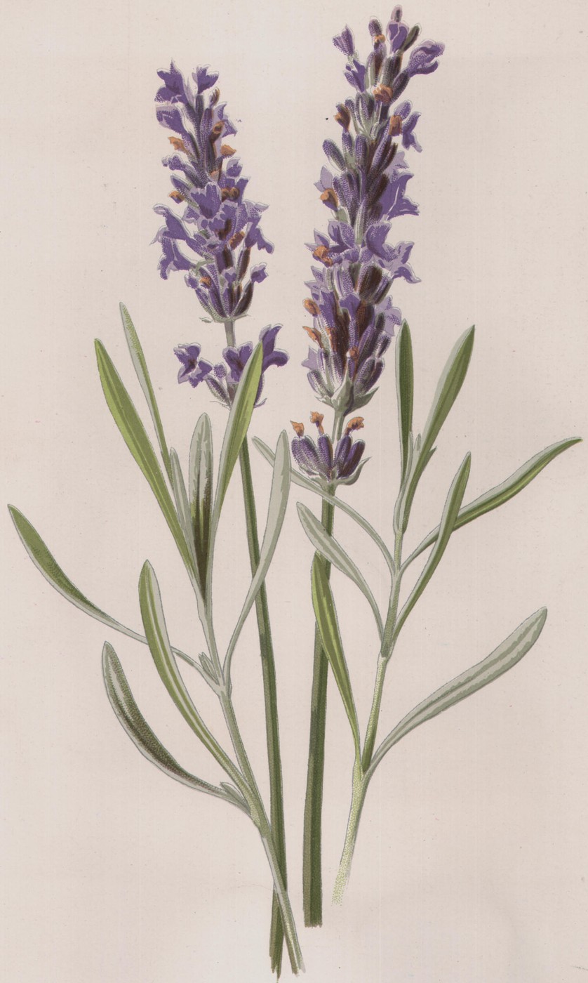 The Iris — the plate from the book