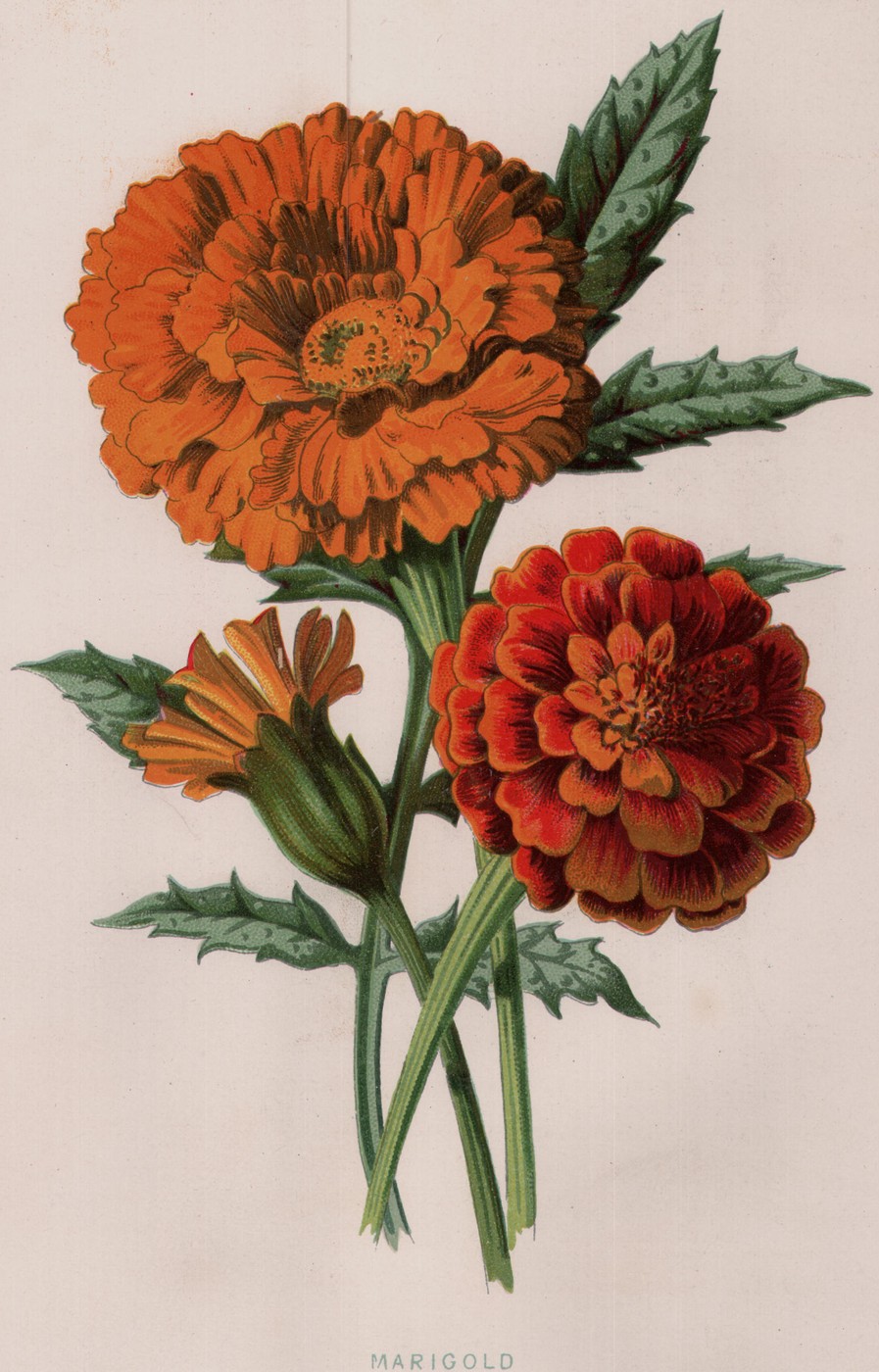The Rose of Sharon — the plate from the book