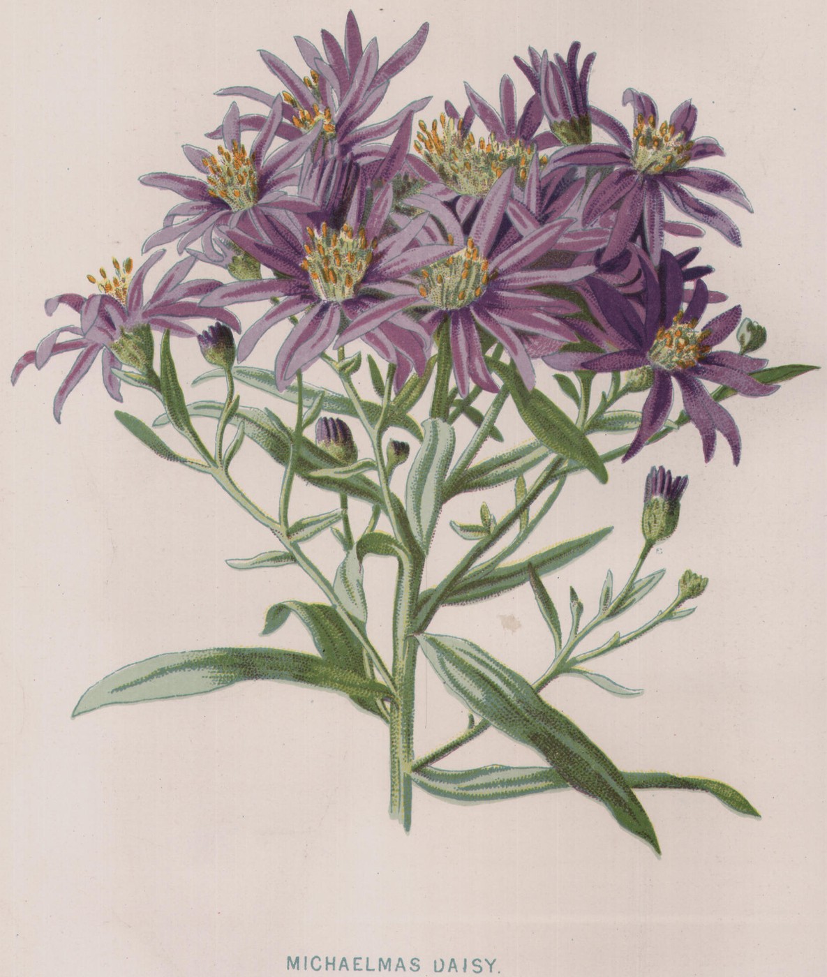 The Petunia — the plate from the book