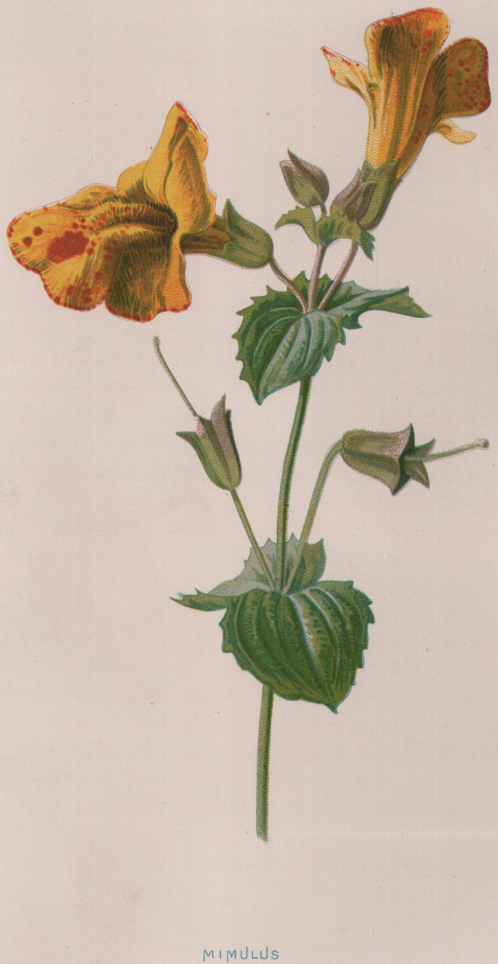 The Canterbury Bell — the plate from the book