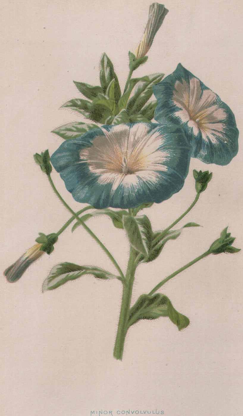 Minor Convolvulus