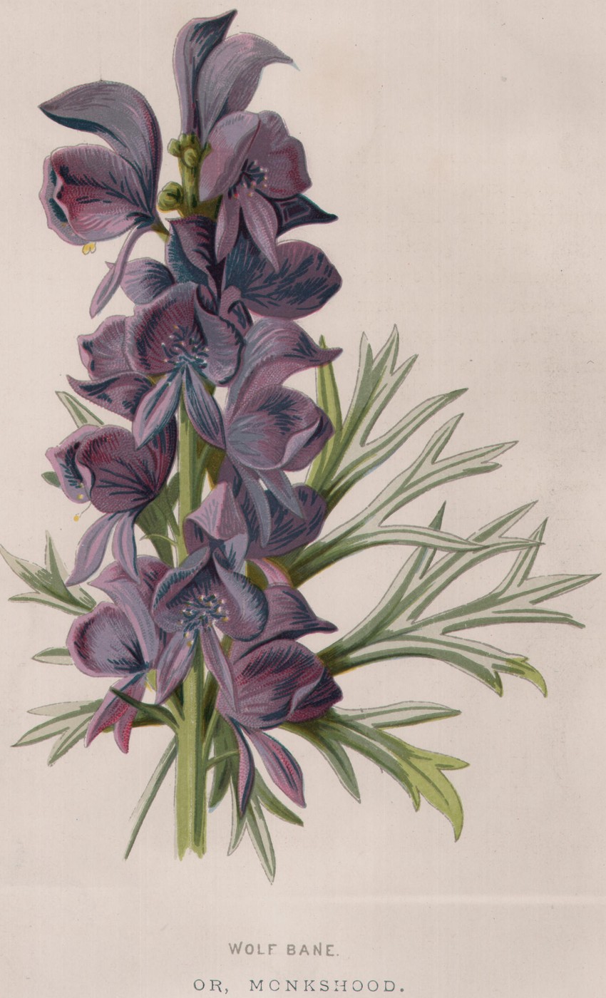 The White Lily — the plate from the book