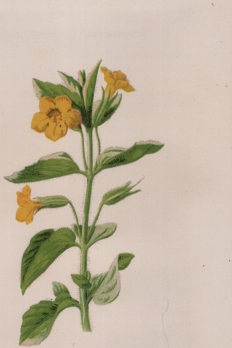 The Jessamine — the plate from the book