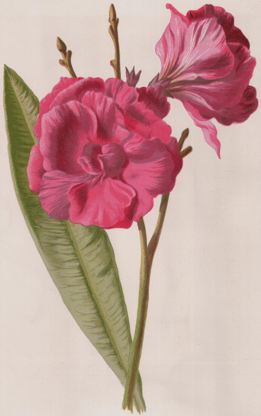 The Crocus — the plate from the book