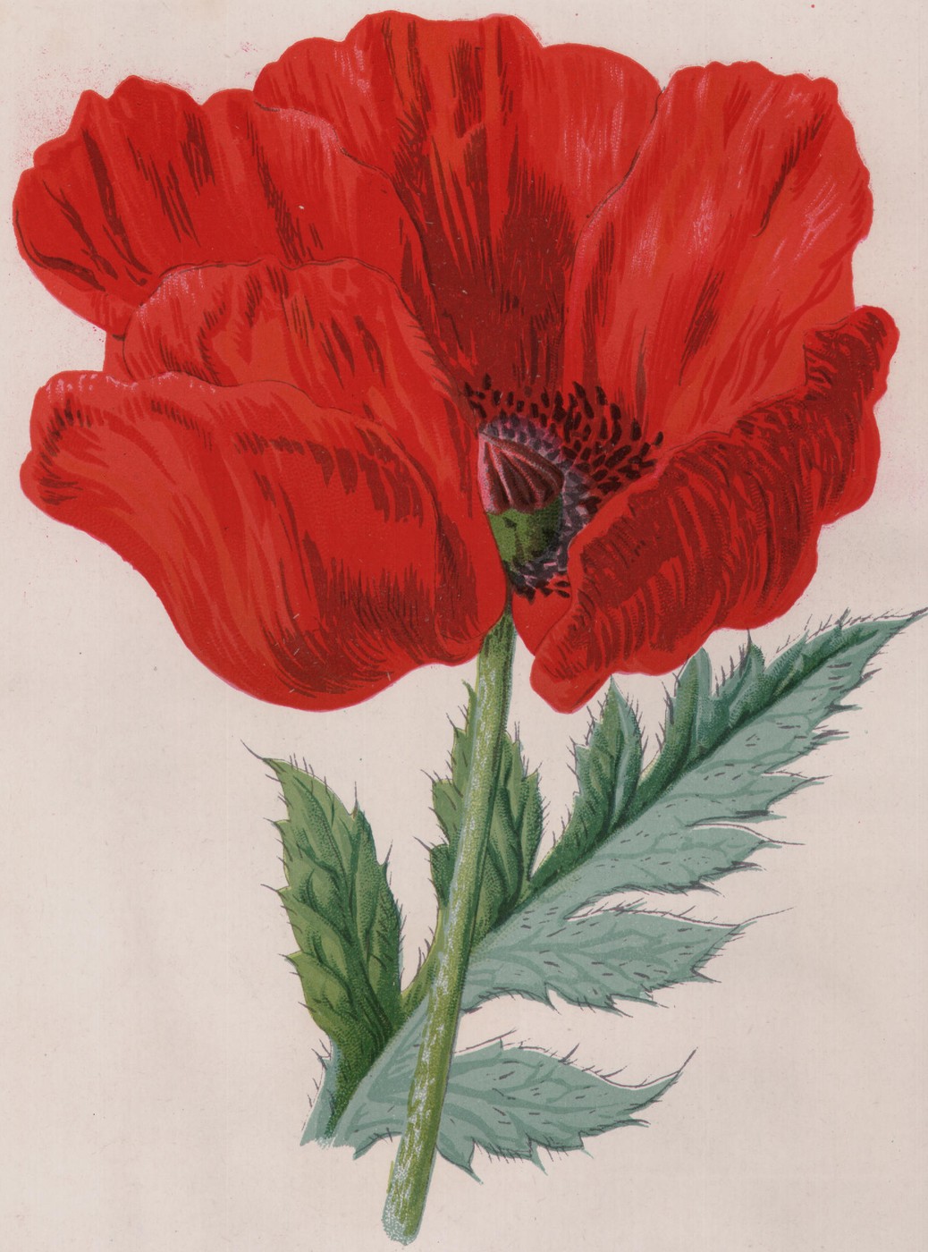 The Pentstemon — the plate from the book