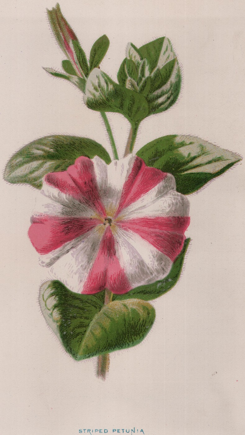 The Petunia