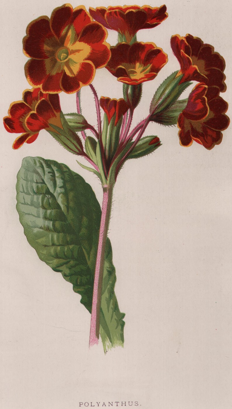 Yellow Martagon Lily — the plate from the book