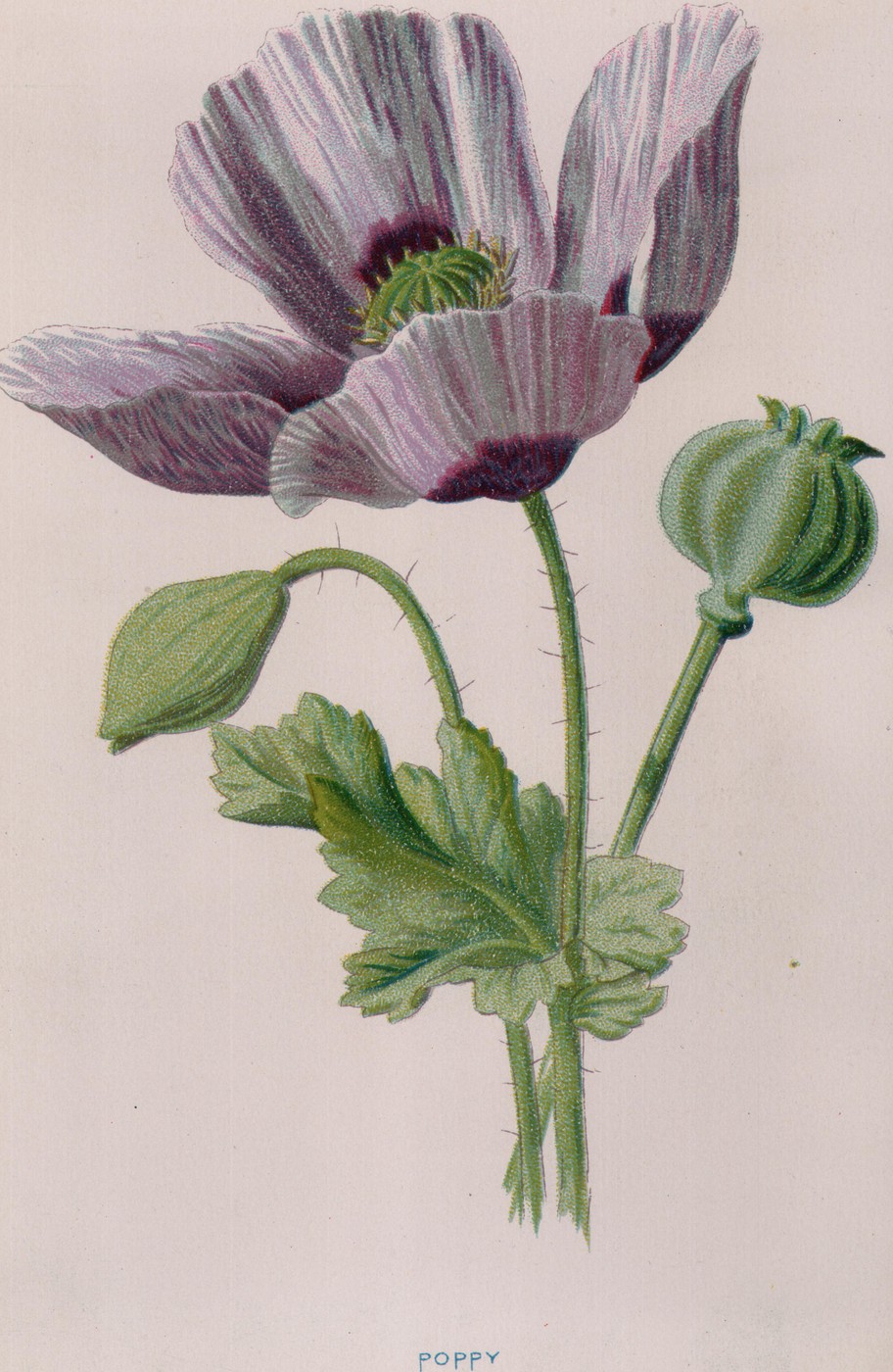 The Poppy