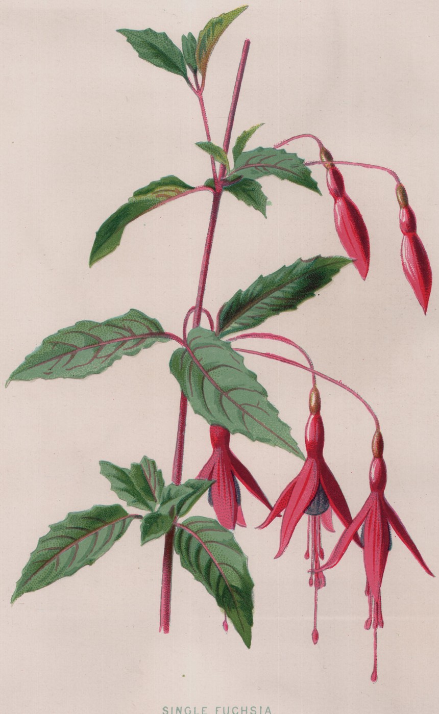 The Oleander — the plate from the book
