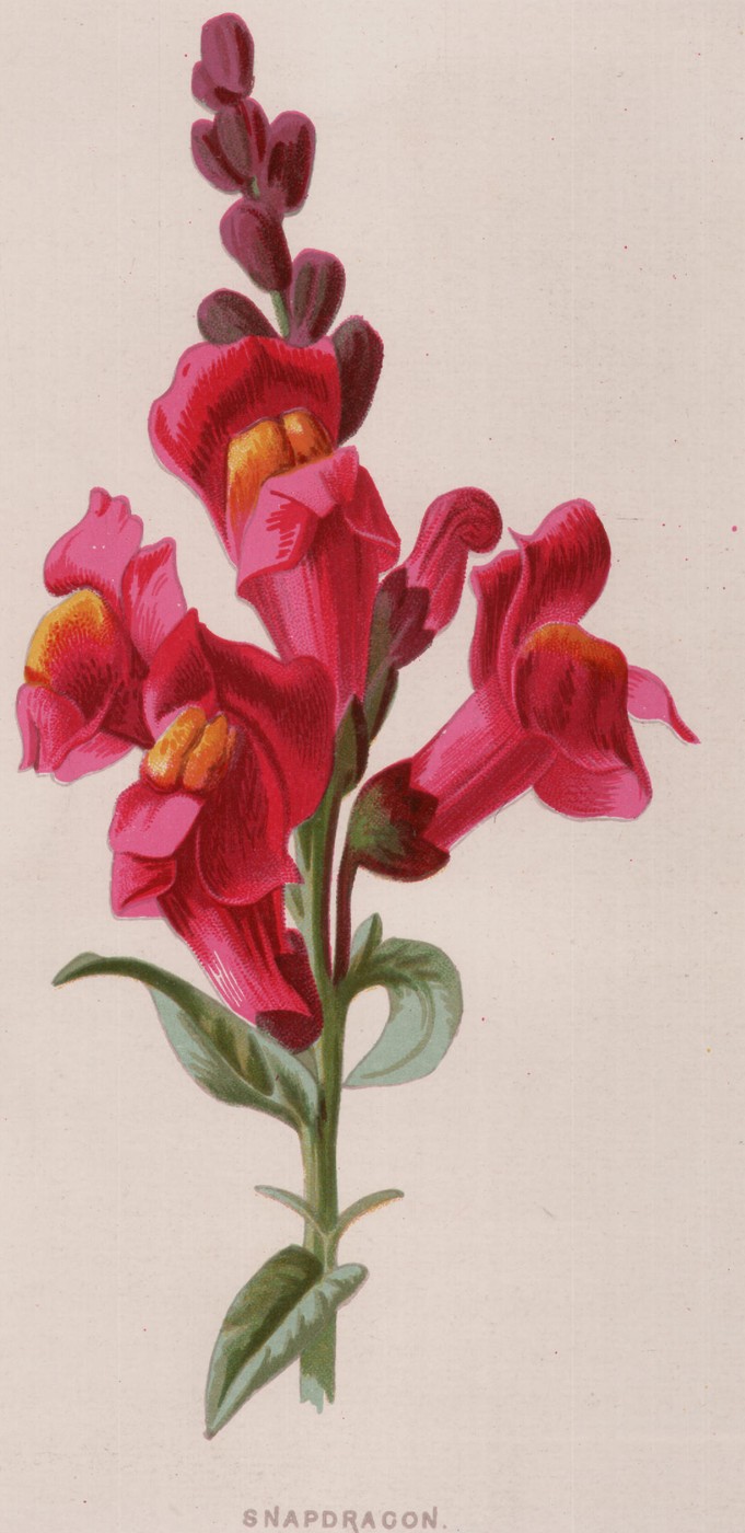 The Tulip — the plate from the book