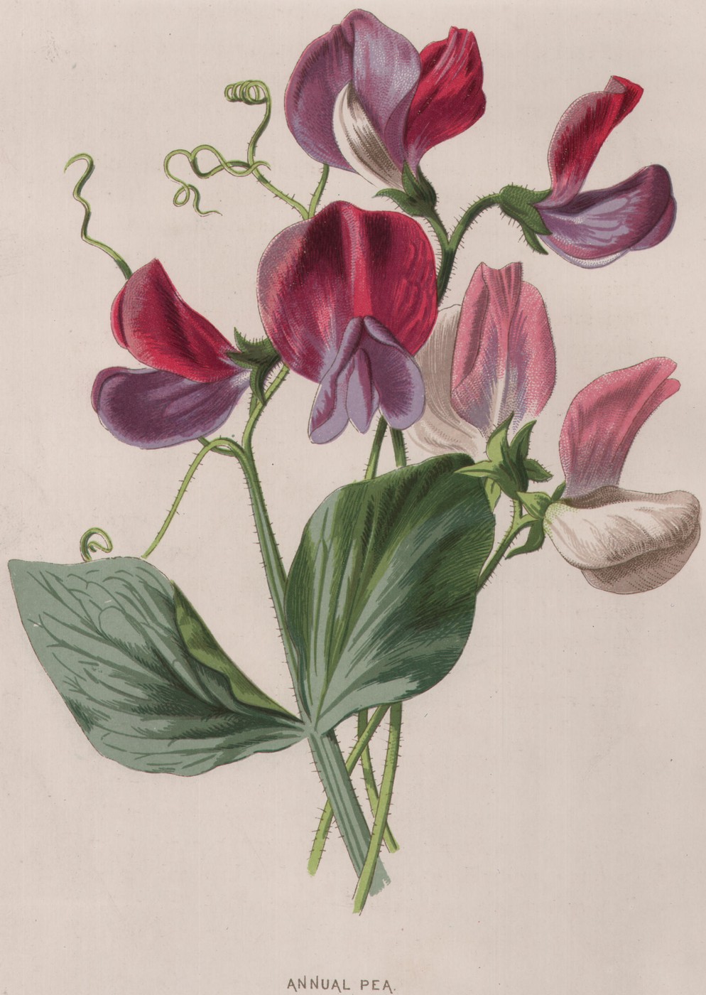 Monkshood — the plate from the book