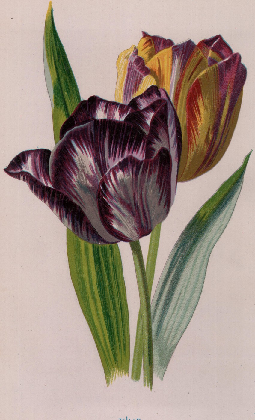 The Poppy — the plate from the book