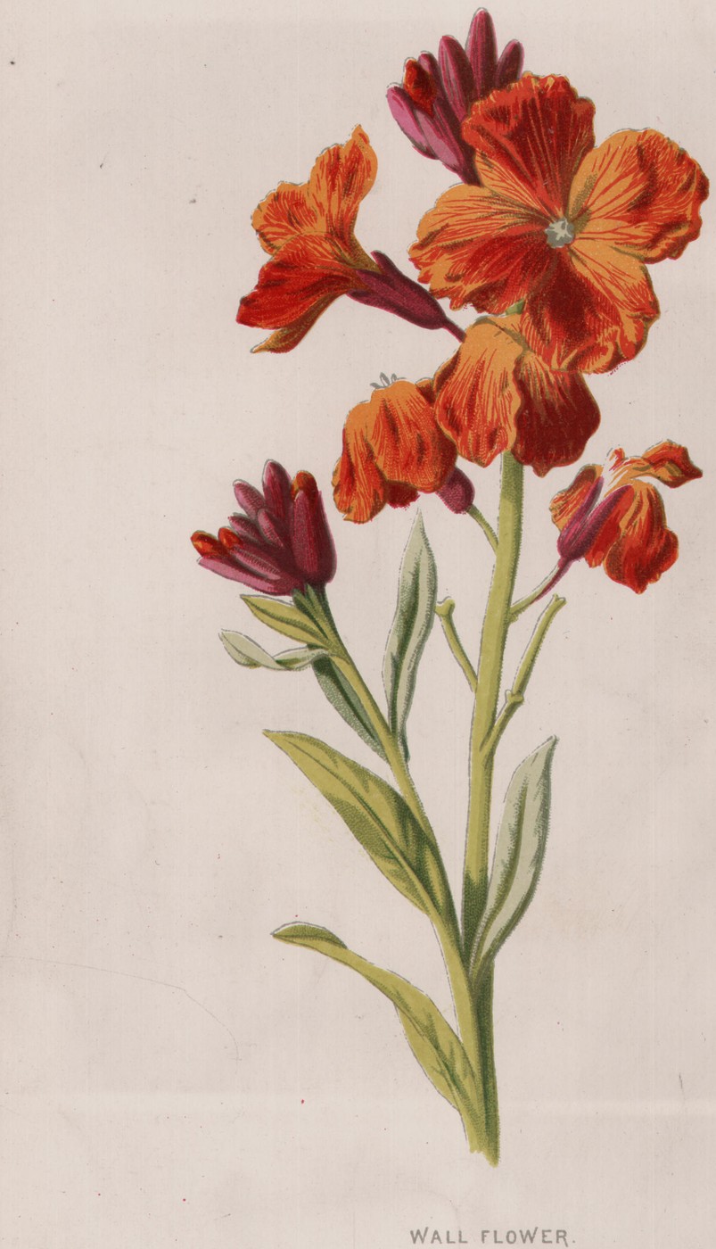 The Indian Cress — the plate from the book