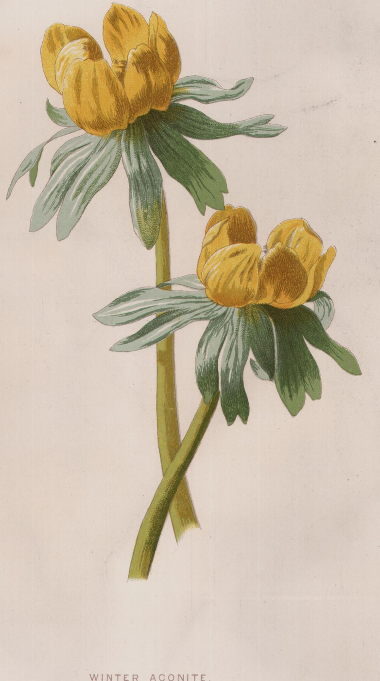 The Double Stock — the plate from the book