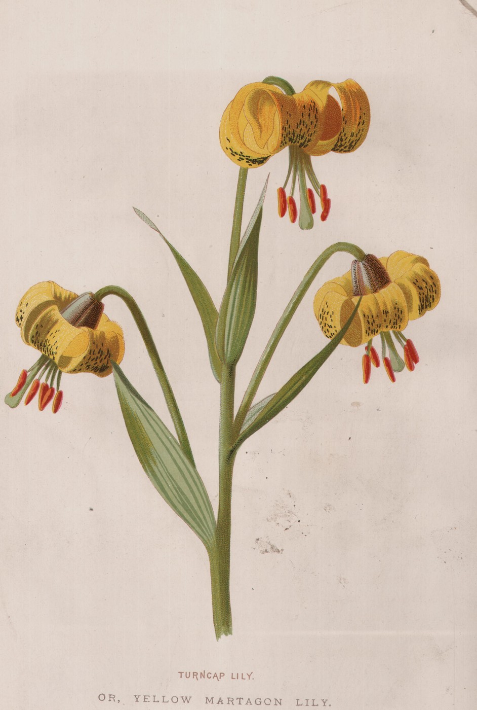 The Wallflower — the plate from the book