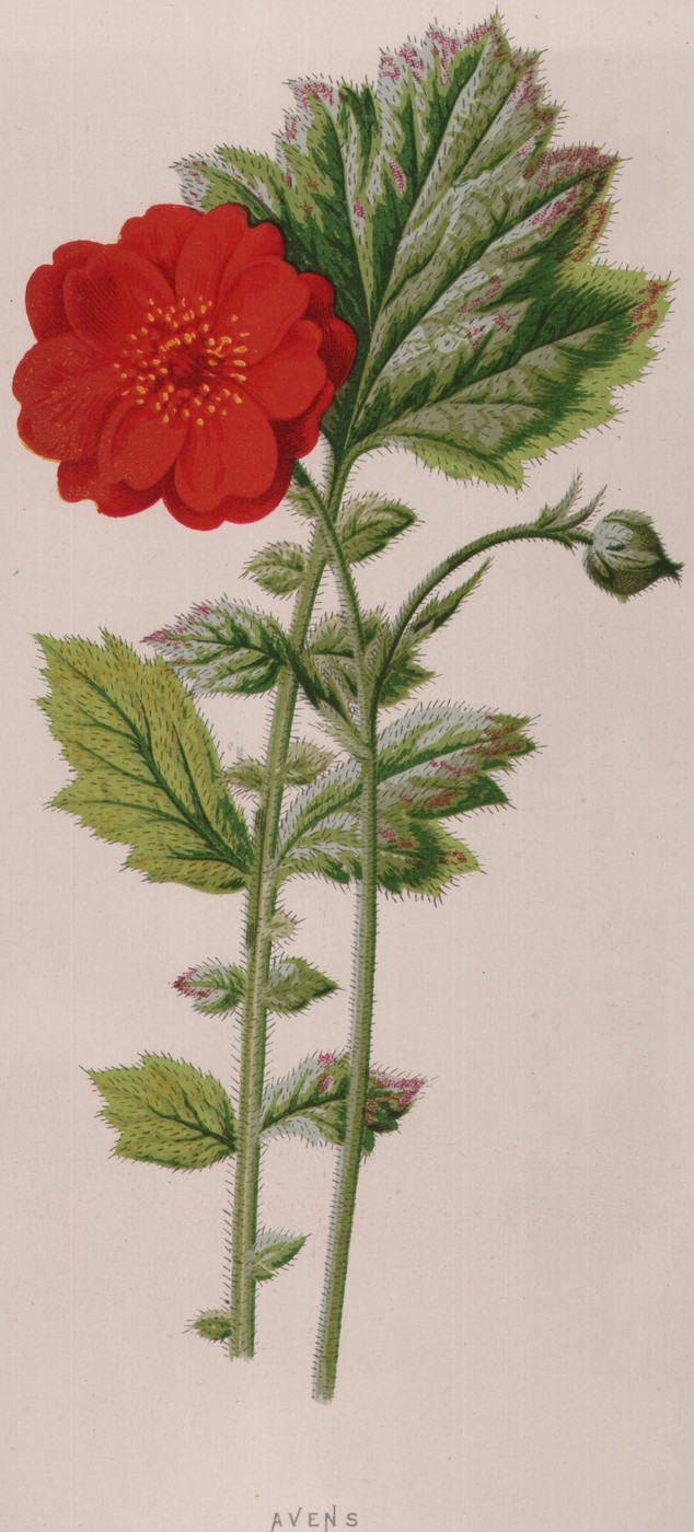 Avens