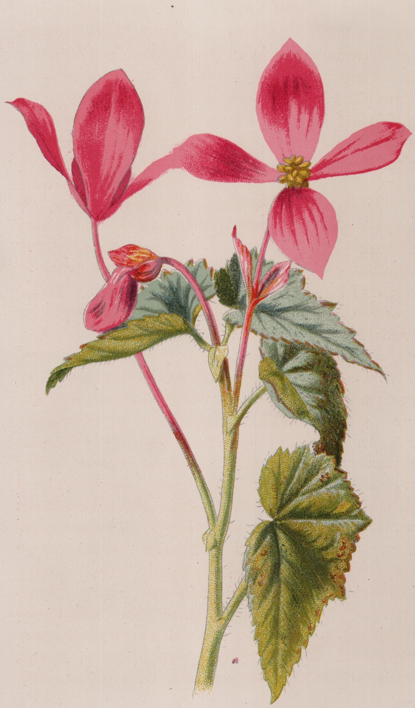 Scarlet Geranium — the plate from the book