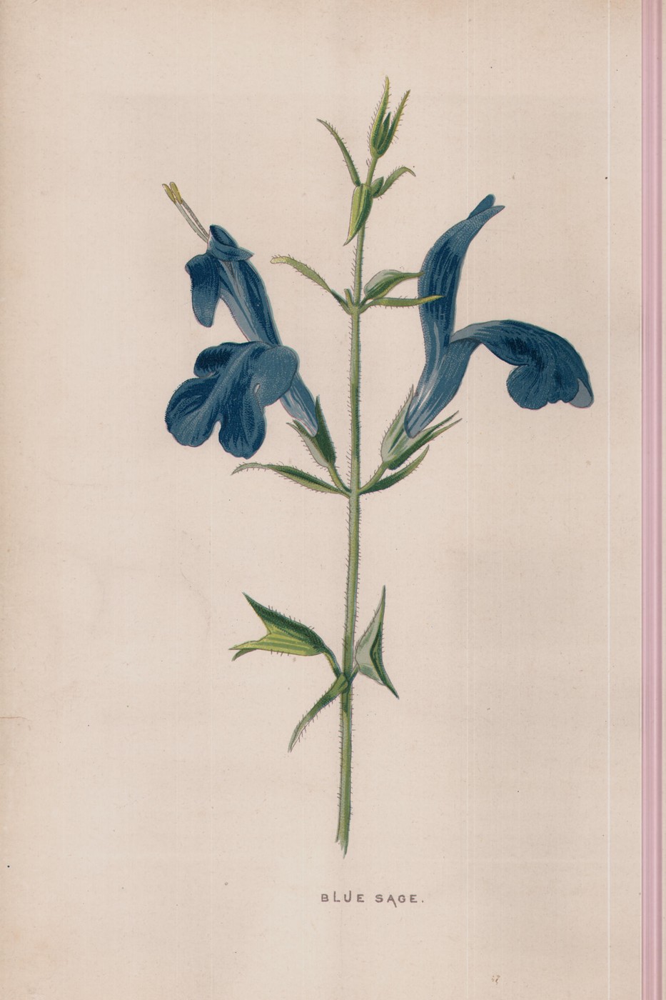 The Blue Sage