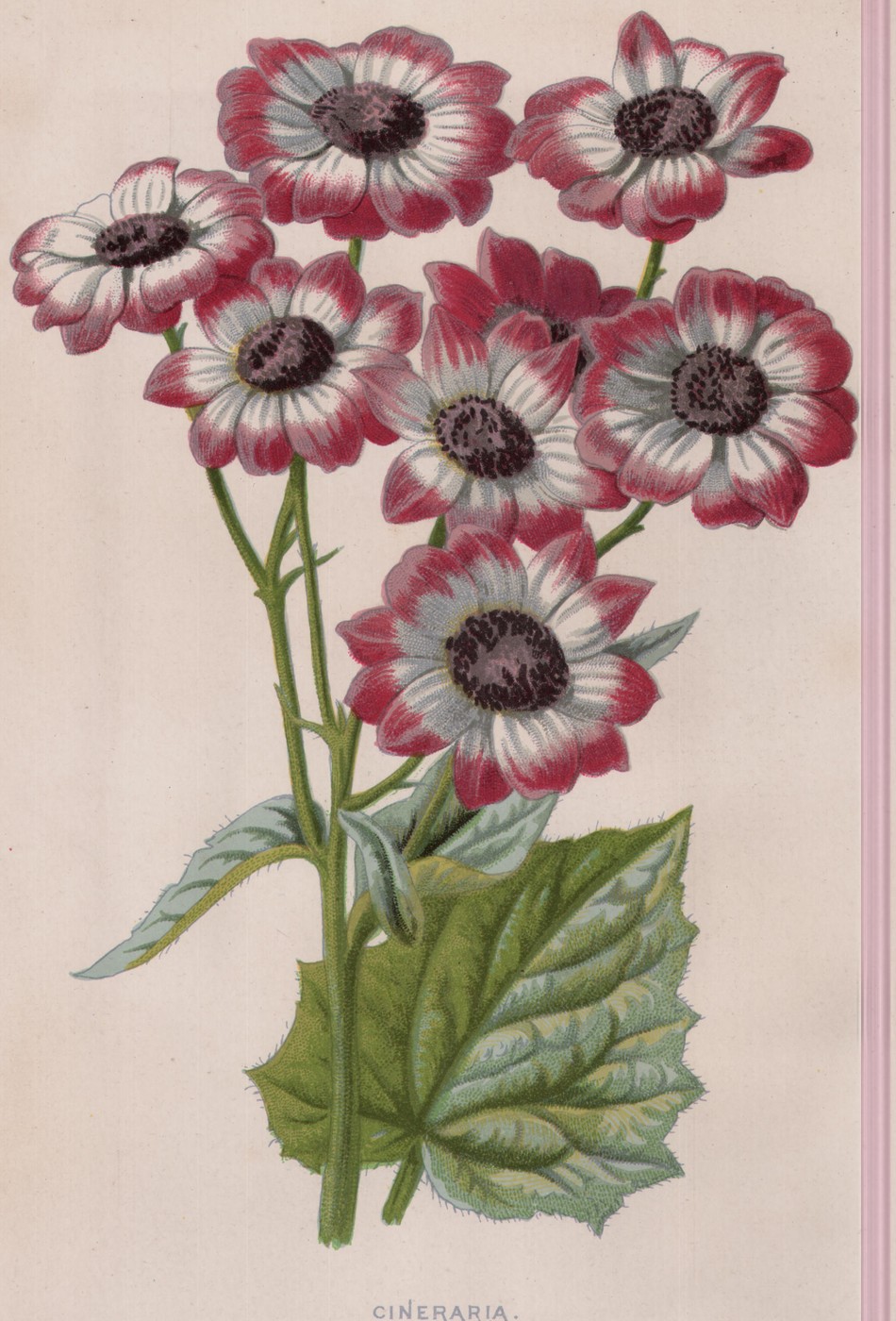 The Poppy Anemone — the plate from the book