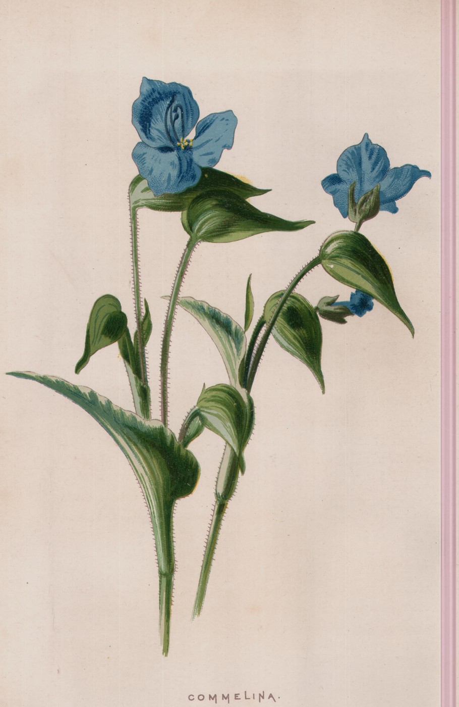 The Purple Clematis — the plate from the book