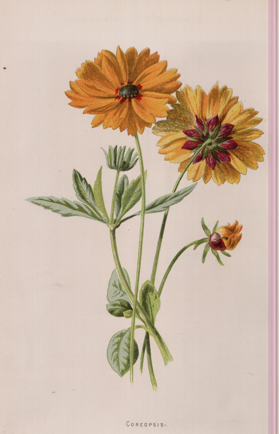 The Coreopsis