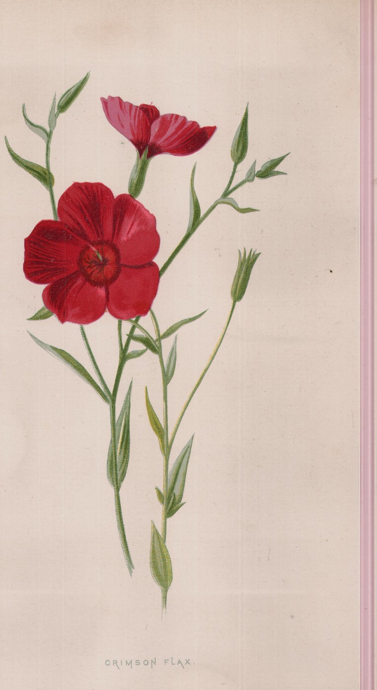 Blue Lobelia — the plate from the book