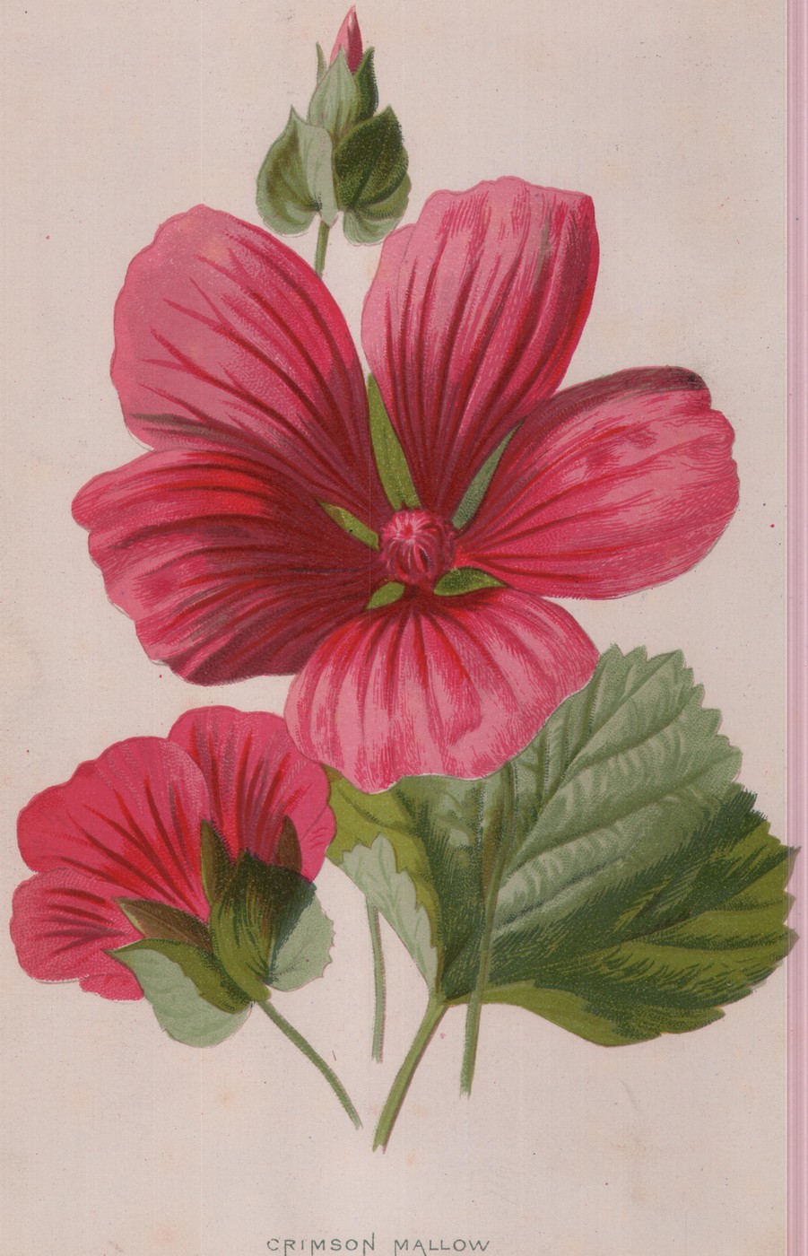 Purple Clematis — the plate from the book