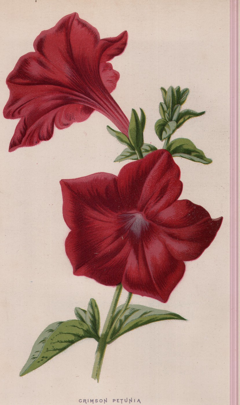 The Honeysuckle — the plate from the book
