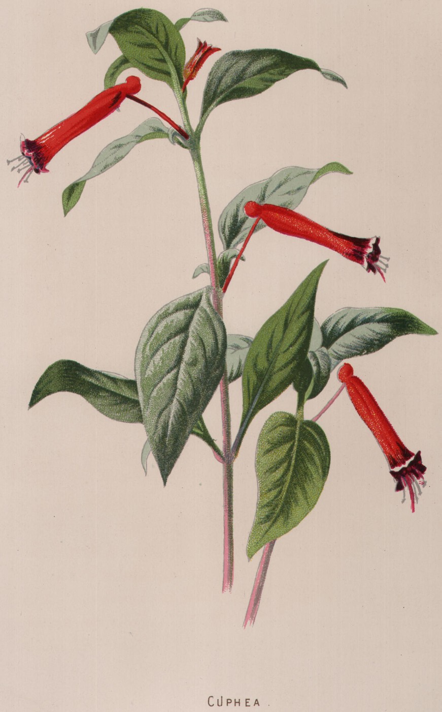 The Cuphea