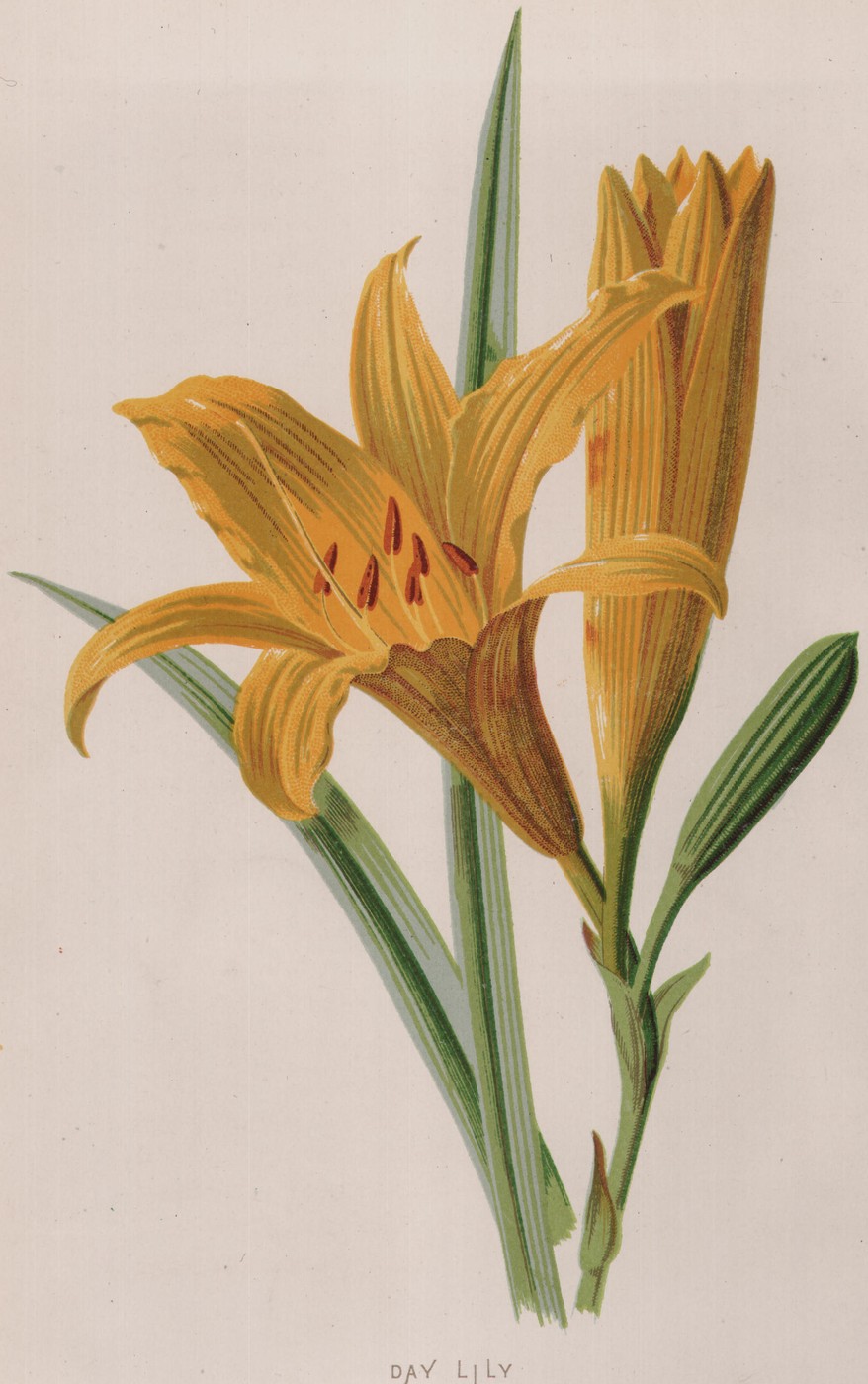The Day-Lily