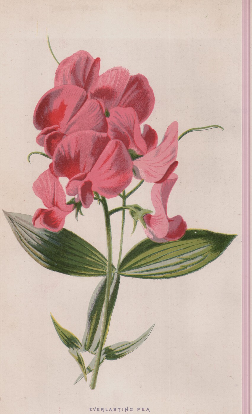 The Everlasting Pea