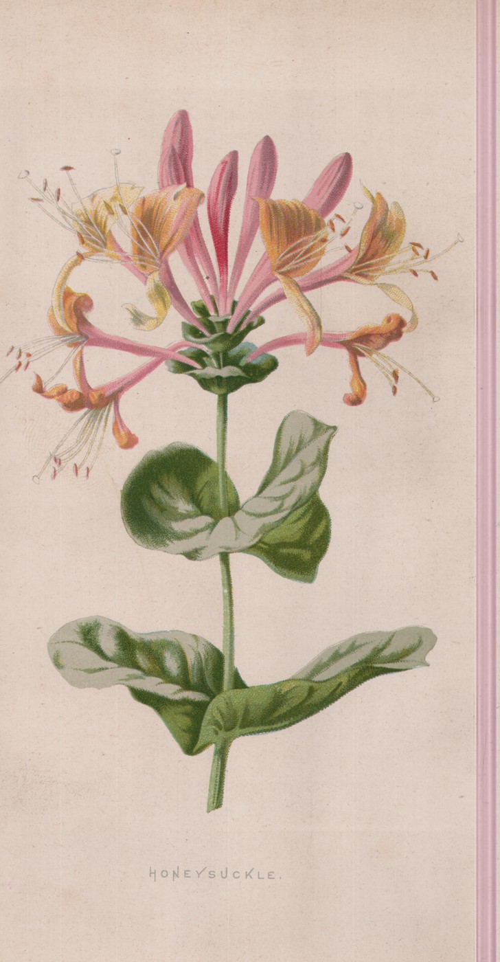 The Columbine — the plate from the book
