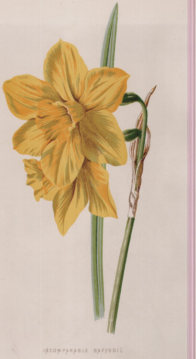 The Zinnia — the plate from the book