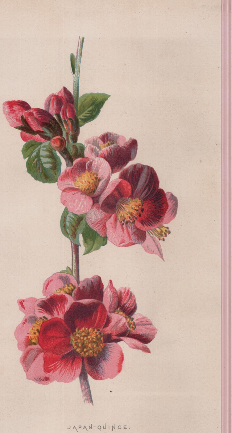 The Indian Pink — the plate from the book
