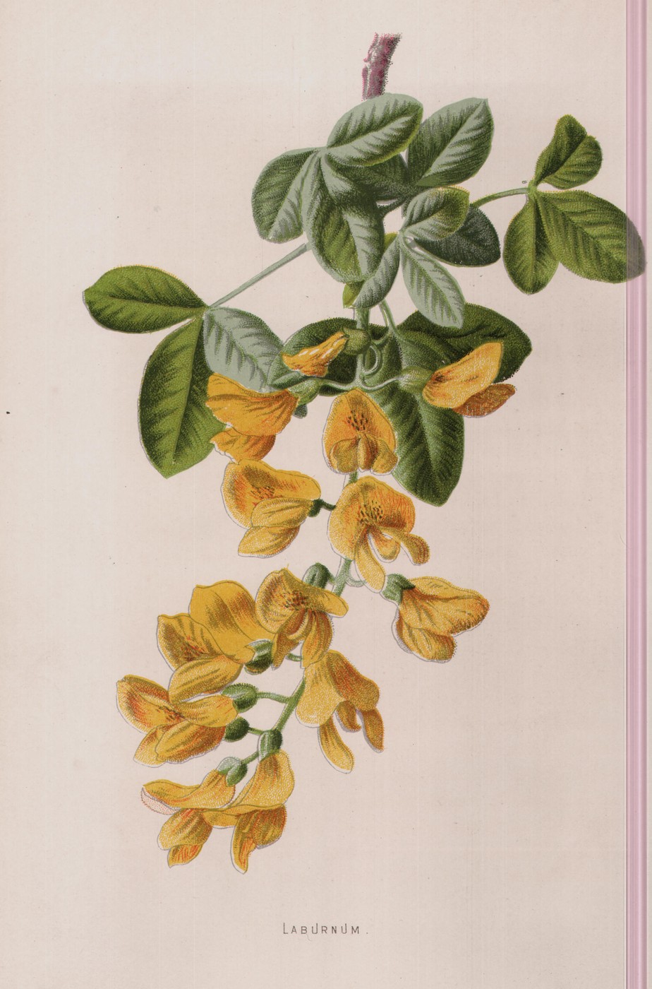 The Laburnum