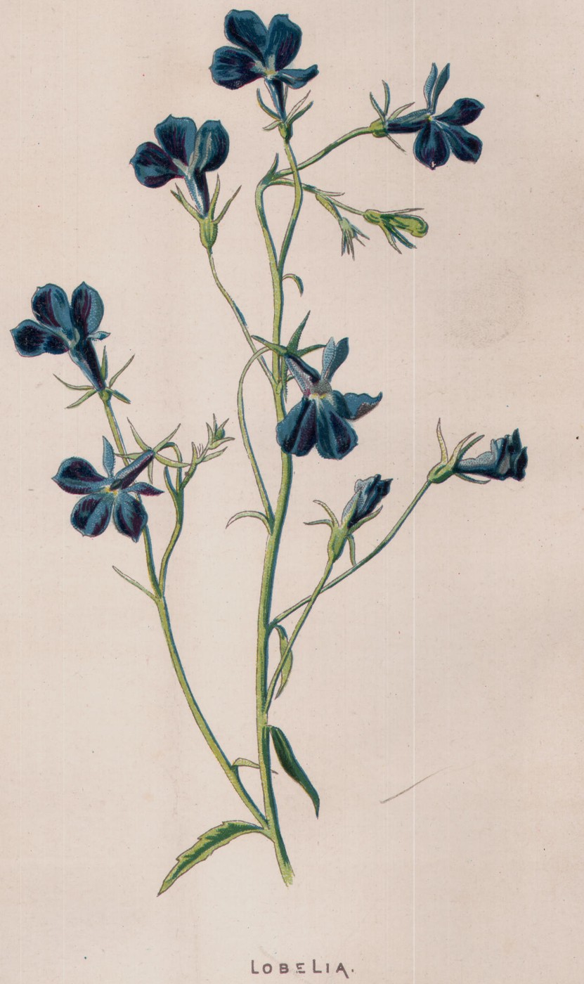 Rose Campion — the plate from the book