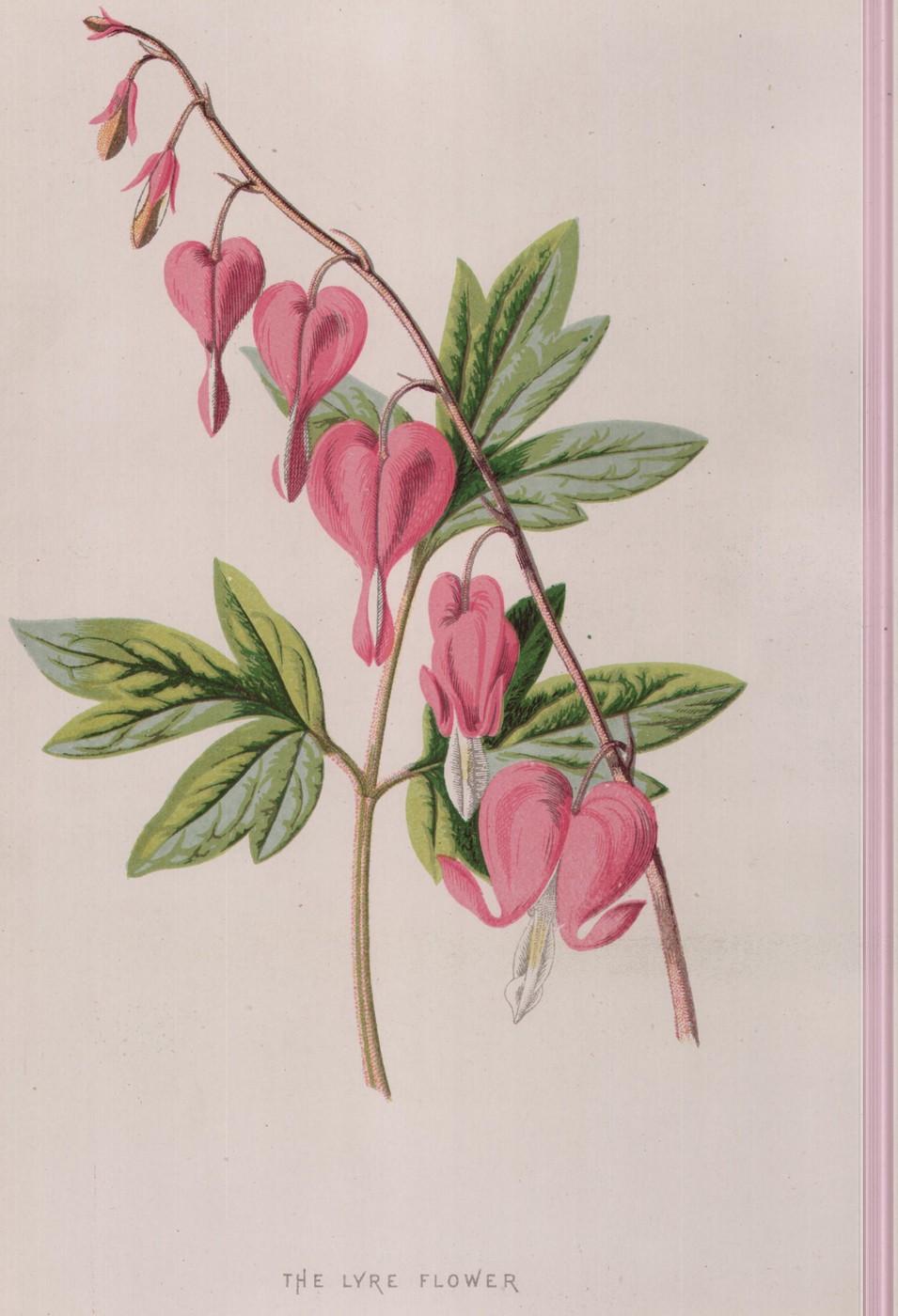 The Lyre Flower