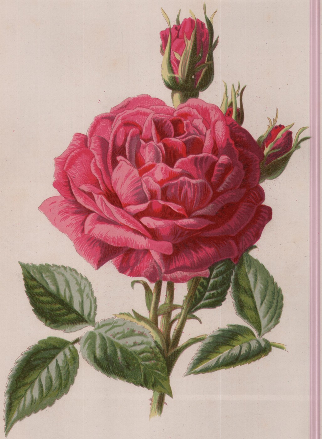 The Crimson Mallow, — the plate from the book
