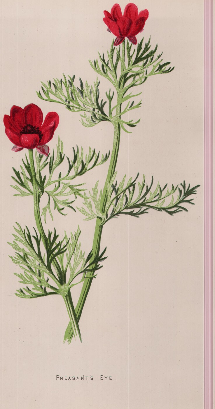 The Laburnum — the plate from the book