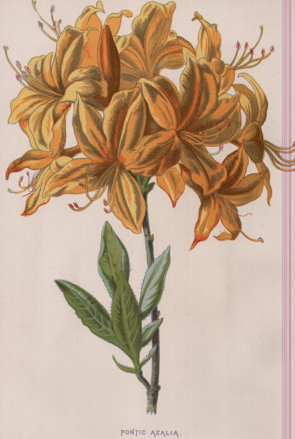 The Gladiolus — the plate from the book