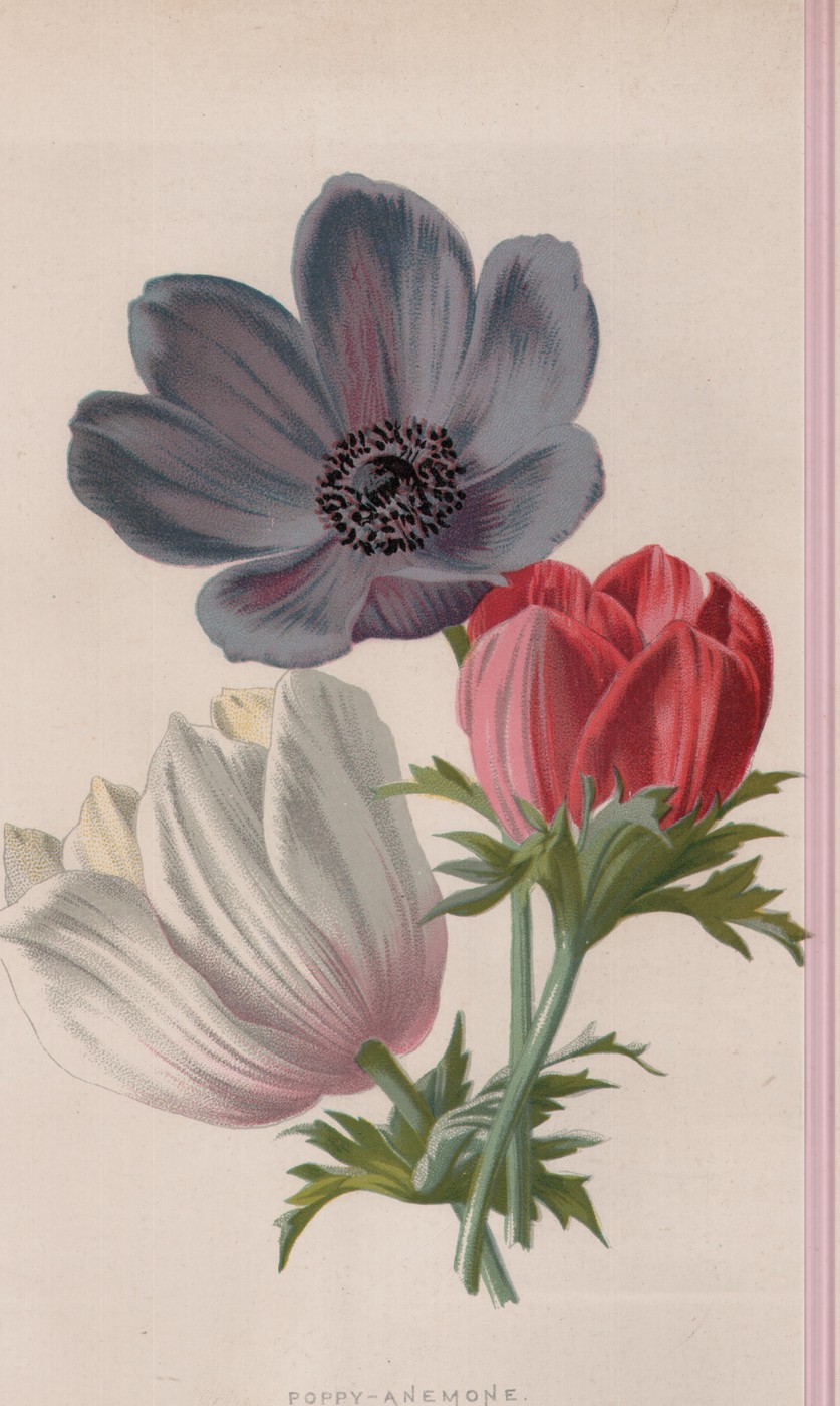 The Rudbeckia — the plate from the book