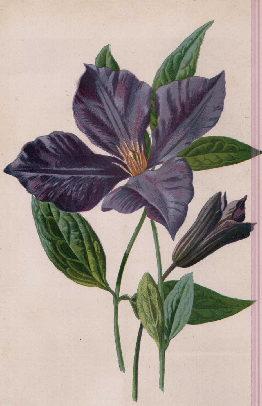 Purple Clematis