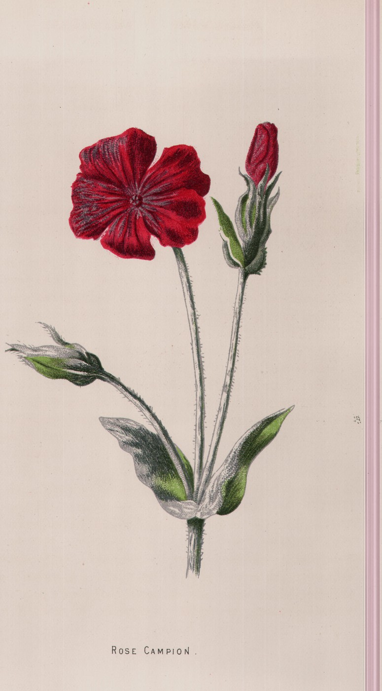 Rose Campion
