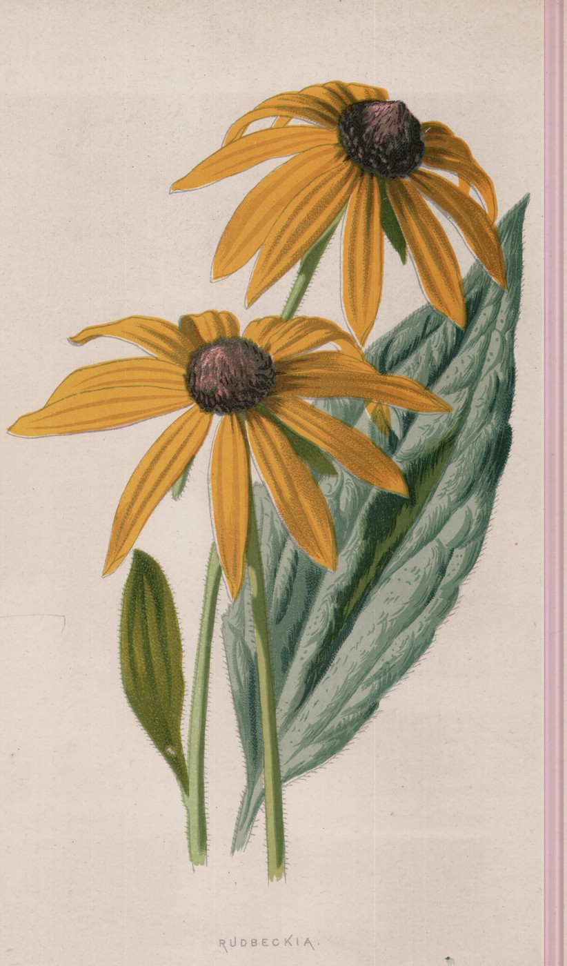 The Single Stock — the plate from the book