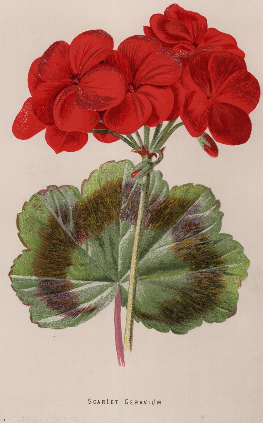 Scarlet Geranium