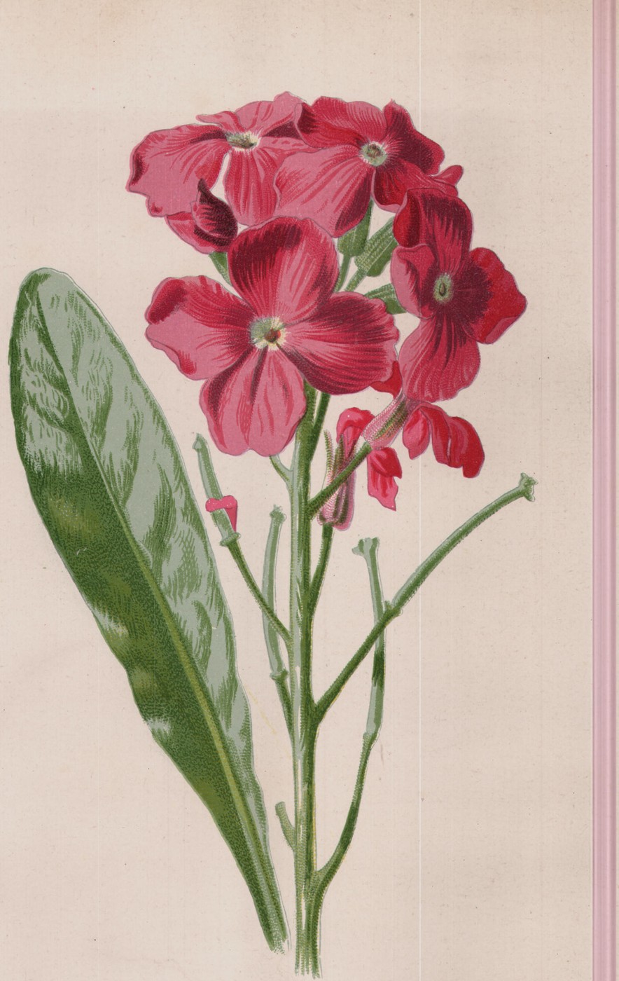 The Coreopsis — the plate from the book