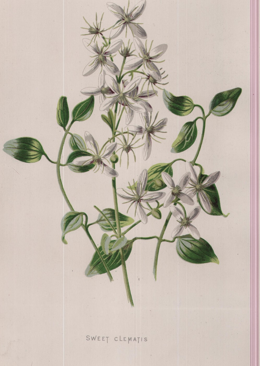 The Sweet Clematis
