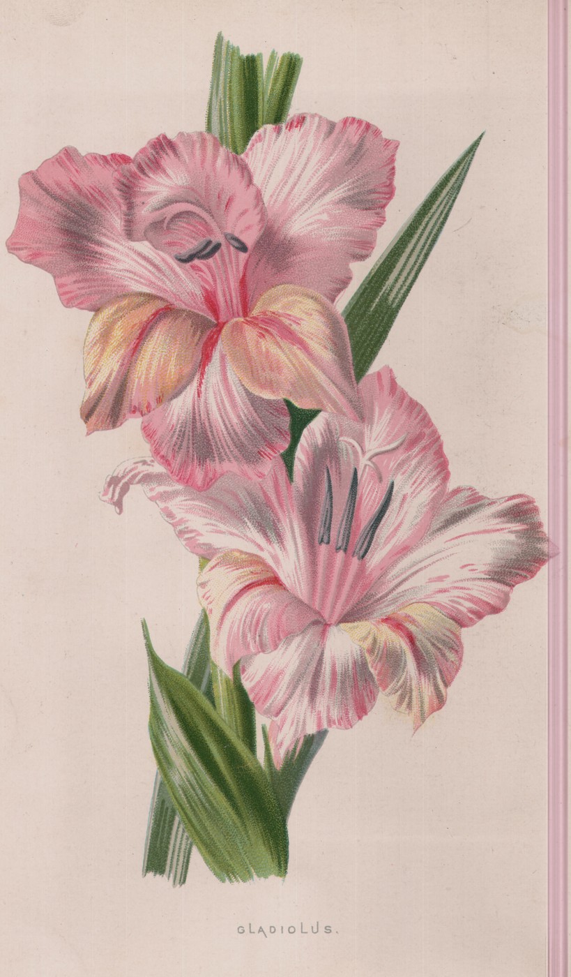 The Gladiolus